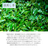 静岡茶 水出し専用深蒸し茶 5g×20p